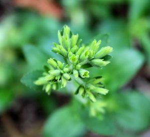 stevia-flower-buds